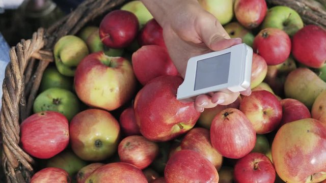 The woman in the garden makes a measurement of the amount of nitrates in the apples by a portable digital device. Apples analysis for nitrates and radiation. Closeup