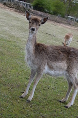 Deer close-up, farm animal