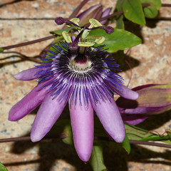 Passiflora violacea; Violette; Passionsblume