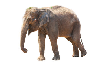 Asian elephant isolated on white background.