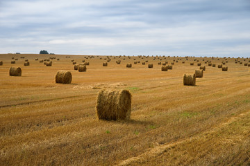 Fototapeta na wymiar Harvested wheat field. Many straw stacks.
