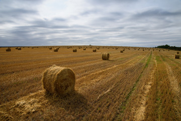 Fototapeta premium Harvested wheat field. Many straw stacks.