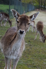 Naklejka na ściany i meble Deer close-up, farm animal
