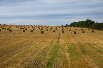 Obraz premium Harvested wheat field. Many straw stacks.