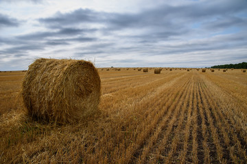 Harvested wheat field. Many straw stacks.