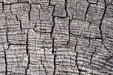 Old tree cut texture