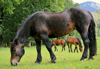 horse on a grassland close up photo