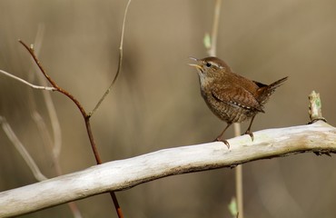 Singing wren in Sweden