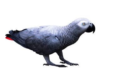 isolated cockatoo