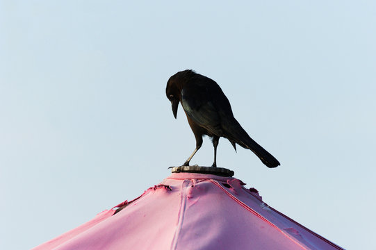 Raven Bird Black
