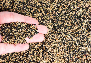 black and brow aniseed on hand