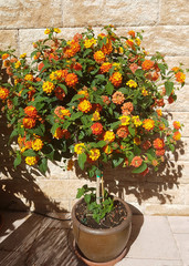 Obraz premium Wandelroeschen, Lantana, camara