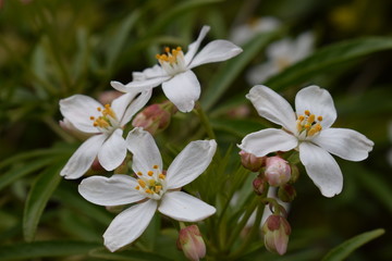 Obraz na płótnie Canvas White flowers in spring