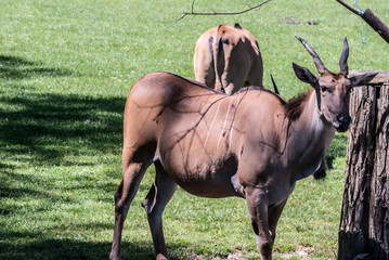 common eland animals