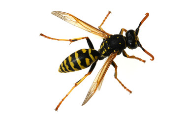 Wespe; Vespula; germanica