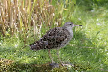 Kampfläufer (Philomachus pugnax), Männchen