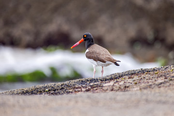 Piru-piru (Haematopus palliatus) | American Oystercatcher photographed in Guarapari, Espírito Santo - Southeast of Brazil. Atlantic Forest Biome.