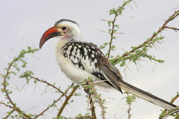 Rotschnabeltoko auf Ast sitzend (Tockus erythrorhynchus), Nördlicher Rotschnabeltoko