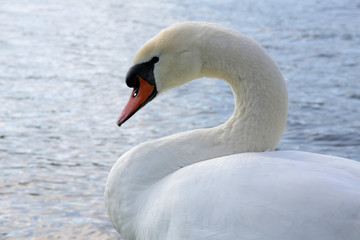 Fototapeta premium Höckerschwan im Wasser schwimmend (Cygnus olor) 