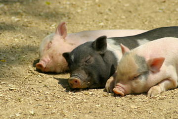 Drei junge Schweine schlafend 