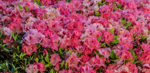 Azaleas in full bloom in Sydney springtime 2017