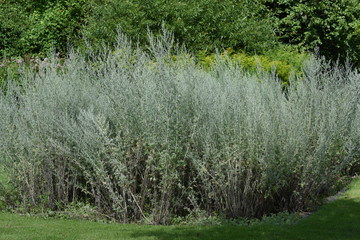 Wermut; Artemisia, Absinthium