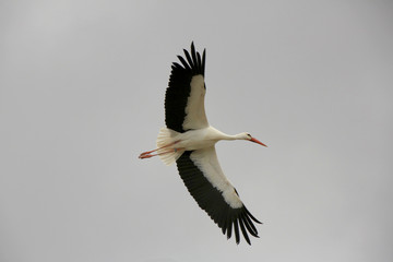 Weißstorch im Flug (Ciconia ciconia)