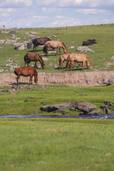 Typical mongolian landscape and steppe