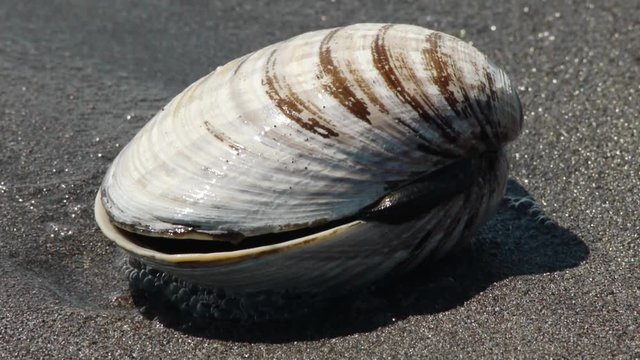 砂浜に打ち上げられた貝殻