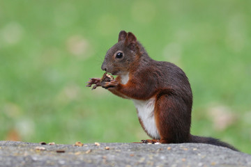 Naklejka na ściany i meble Cute red squirrel, Sciurus vulgaris, feeding on nuts on a granite rock