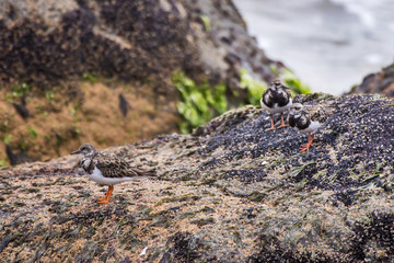 Vira-pedras (Arenaria interpres) | Ruddy Turnstone photographed in Guarapari, Espírito Santo - Southeast of Brazil. Atlantic Forest Biome.