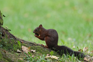 Naklejka na ściany i meble Cute red squirrel, Sciurus vulgaris, feeding on nuts on a tree root in grassy meadow