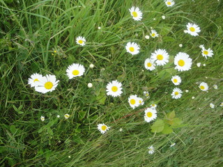 Marguerites blanches Daisies