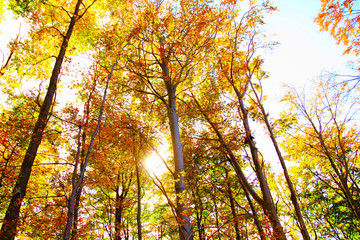Obrazy na Szkle  Fall scene in forest, colorful trees and sunshine through treetops