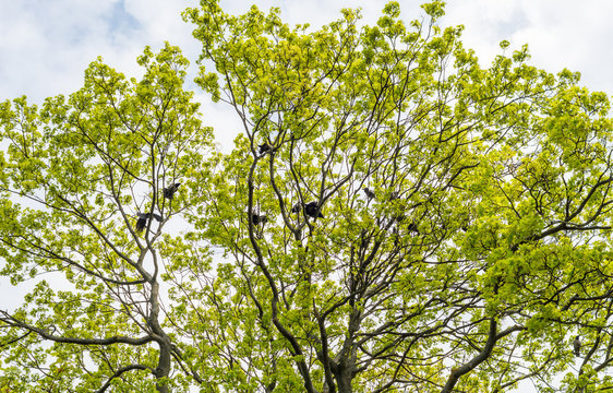 Skr&auml;nande kr&aring;kor i ett tr&auml;d i Vitabergsparken p&aring; S&ouml;der