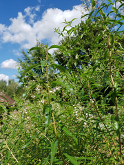 Zitronenverbene; Verveine; Lippia; citrodora