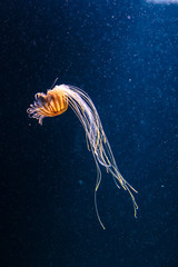 A lone Compass Jellyfish, Chrysaora hysoscella usually found in the Atlantic and Mediterranean