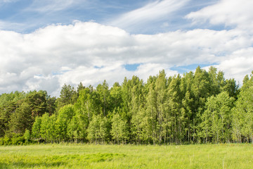 En stor äng på Värmdö med ett träd och skogsbryn med tät skog