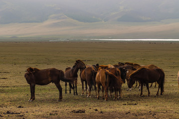 Horse in the desert of Mongolia