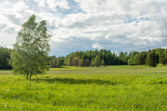 En stor &auml;ng p&aring; V&auml;rmd&ouml; med ett tr&auml;d och skogsbryn med t&auml;t skog