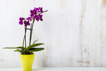 Orchid in pot on a wooden table