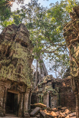 Naklejka premium Ancient gallery of amazing Ta Prohm temple overgrown with trees. Mysterious ruins of Ta Prohm nestled among rainforest in Angkor, Siem Reap, Cambodia. Ta Prohm is also known as Tomb Raider