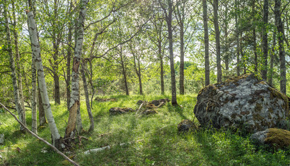 Vildvuxen skogskulle med björkar och högt gräs