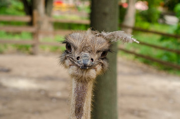 Ostrich portrait