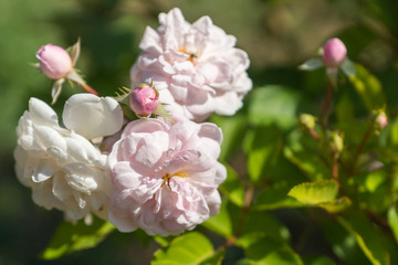 Obraz premium Rosier in bloom with white rose flowers in a garden on a summer day