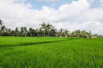 Riziere à Ubud, Bali