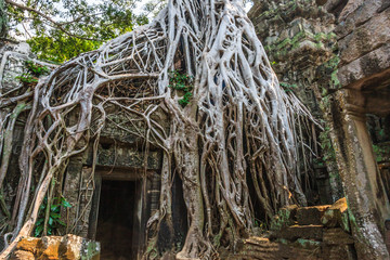 Ta Prohm, ancient khmer Buddhist temple in Siem Reap is known for the trees growing out of the...