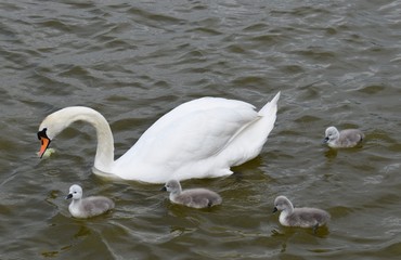 Swans with cygnets, baby swan