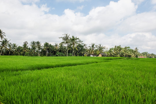 Riziere &agrave; Ubud, Bali