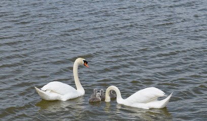 Swans with cygnets, baby swan